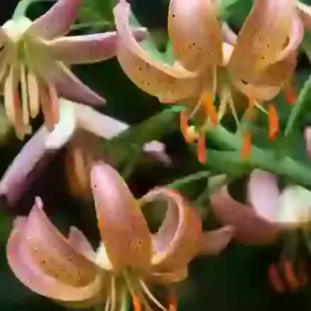 Fairy Morning